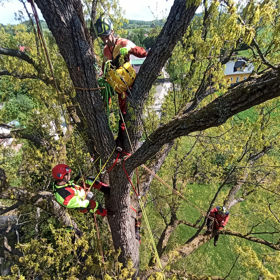 Tree Climbing repeating