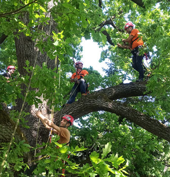 Tree Climbing