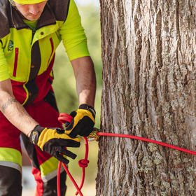 Arboriculture