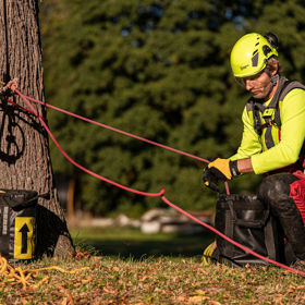 Arboriculture