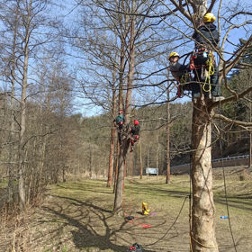 Evacuation and First Aid in Tree Climbing