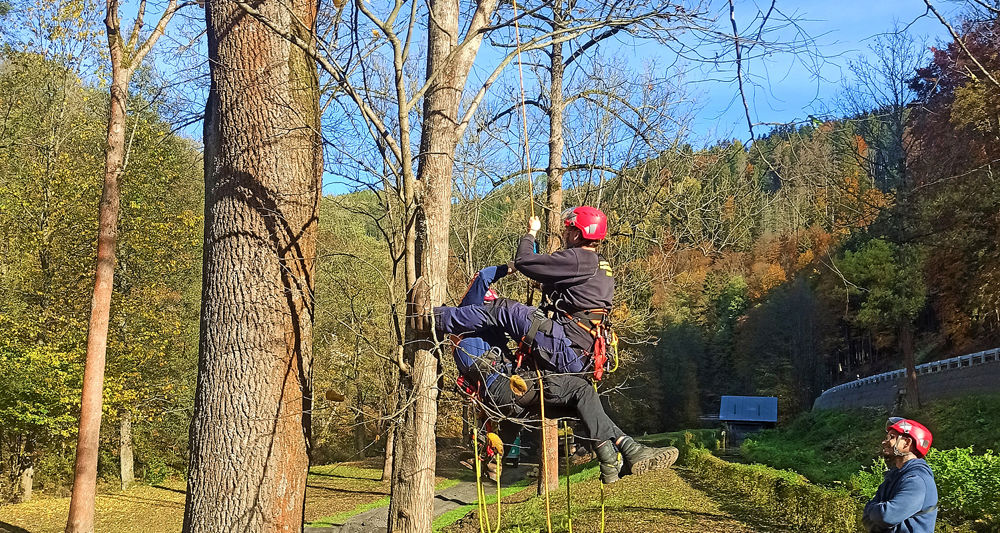 Call for treeclimbers. Evacuation and first aid in tree climbing training available.