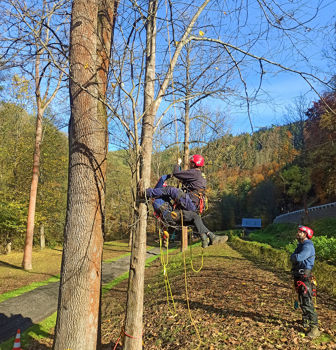 Evacuation and First Aid in Tree Climbing